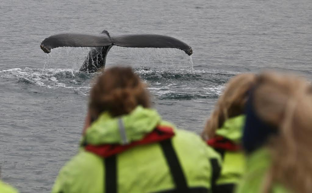 Guesthouse Gamla Ísafjörður Zewnętrze zdjęcie